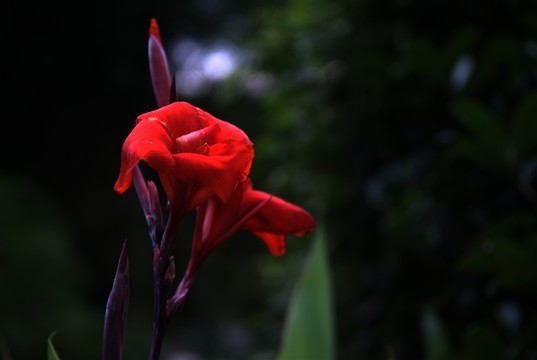 美人蕉