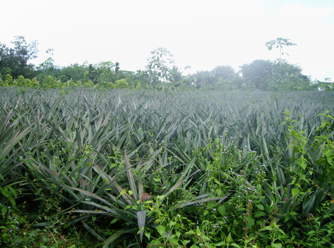 菠蘿種植基地