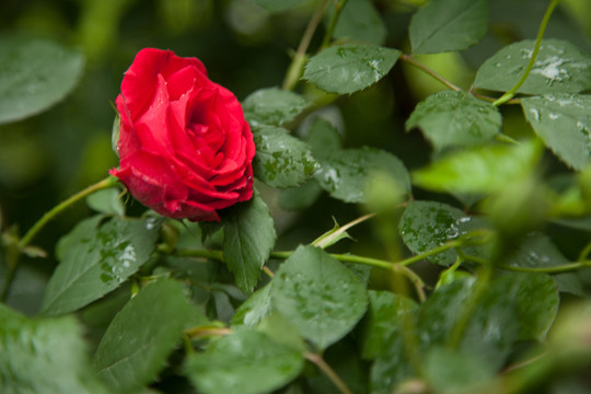 茶花