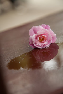 茶花