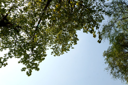 樹冠 大樹