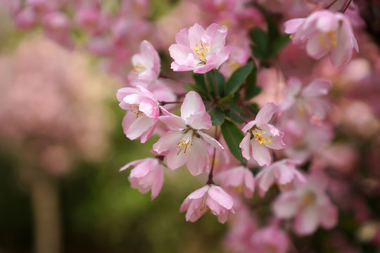 櫻花 晚櫻