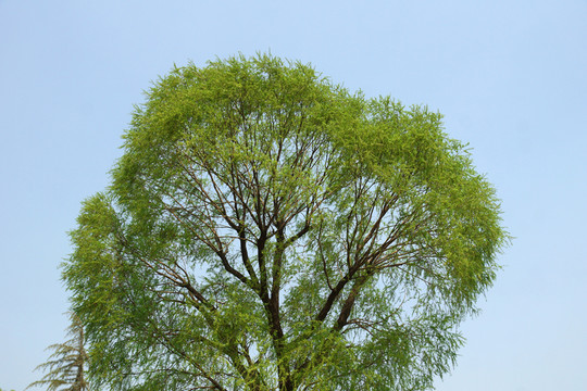 樹(shù)冠 大樹(shù) 柳樹(shù)