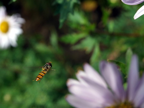 蜜蜂