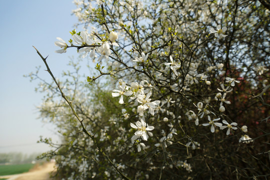 李花 花卉
