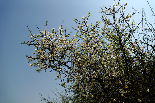 李花 花卉