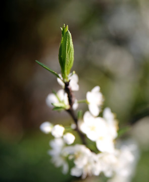 嫩芽