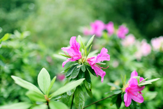 杜鵑花