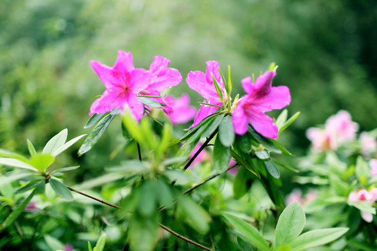 杜鵑花