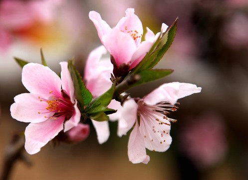 桃花盛開