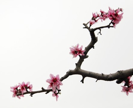枝頭盛開的桃花