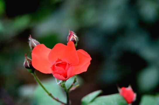 月季 紅
