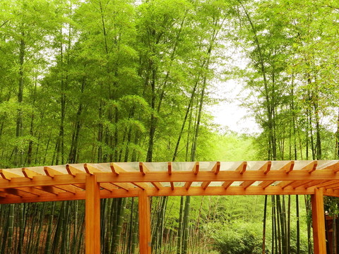 竹林與廊