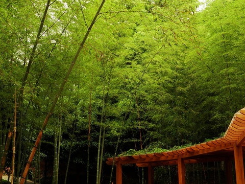 竹林與廊