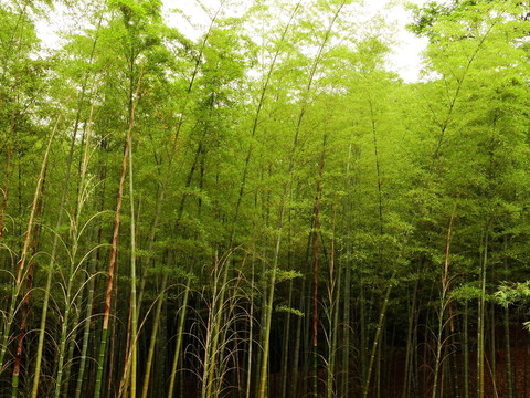 竹林