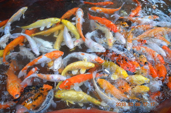 錦鯉