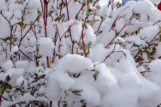 春雪