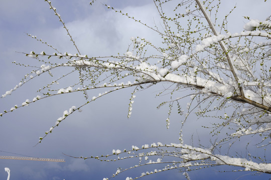 春雪