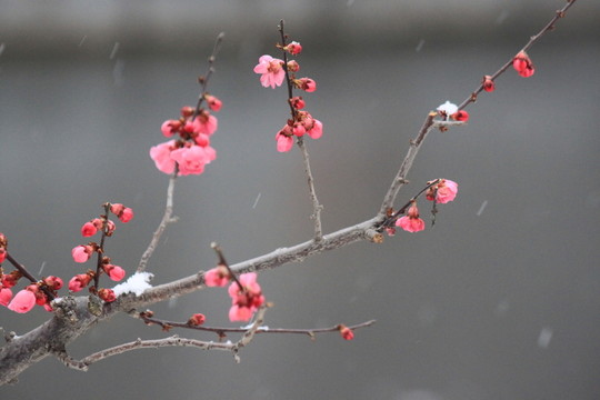 臘梅
