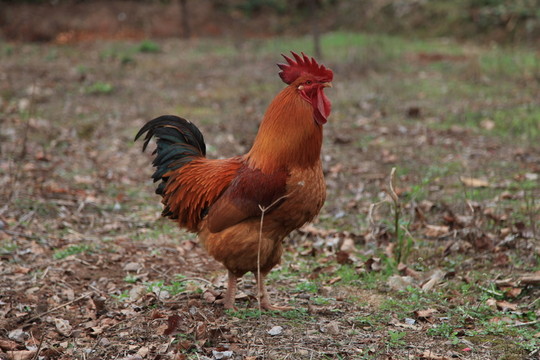 雞