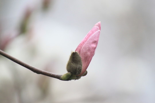 玉蘭