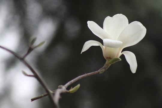玉蘭
