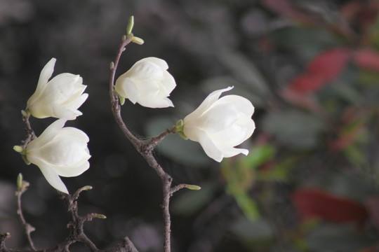 玉蘭