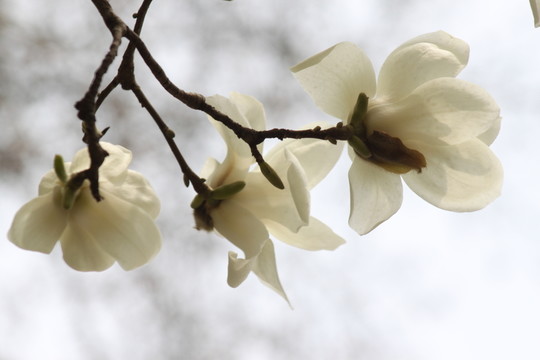 玉蘭花