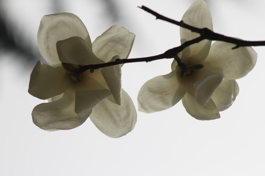 玉蘭花