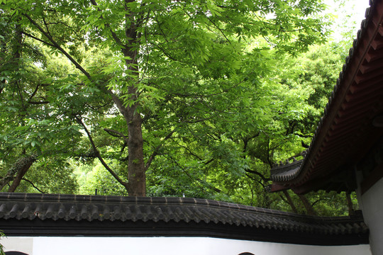 樹