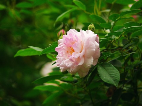 薔薇花