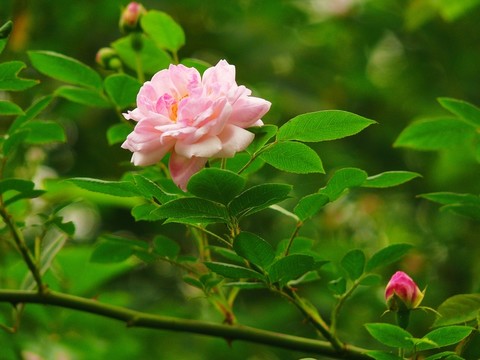 薔薇花