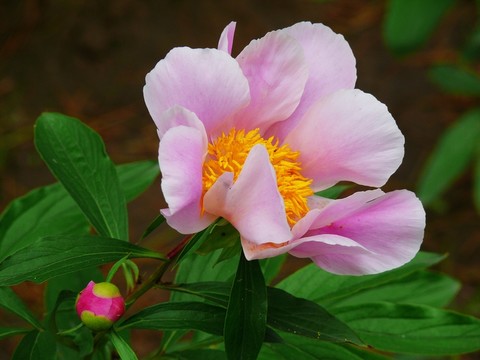 芍藥花特寫