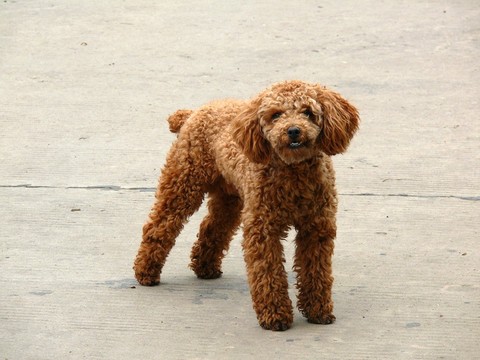 貴賓犬