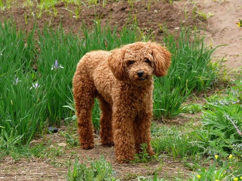 貴賓犬