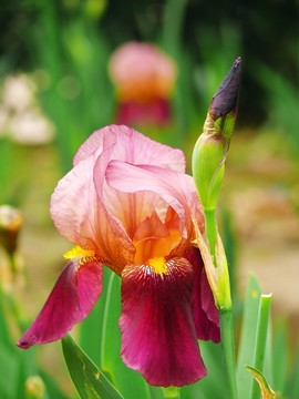 鳶尾花