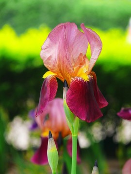 一朵鳶尾花