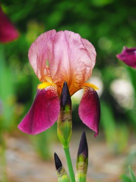 鳶尾花