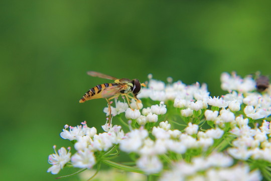 蜂花戀
