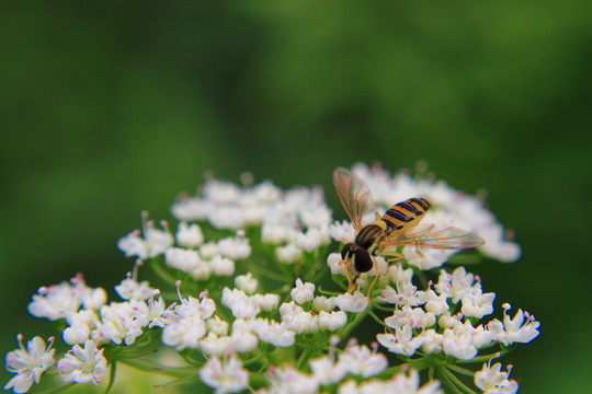 蜂花歲月