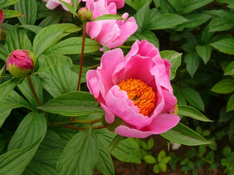 芍藥花