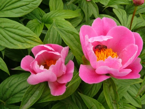 芍藥