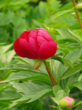 芍藥花