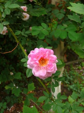 一朵薔薇花