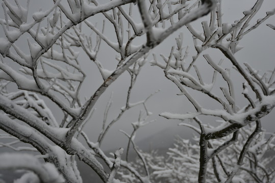 雪掛