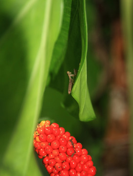 蝗蟲(chóng)紅果實(shí)
