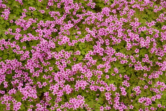 三葉草花