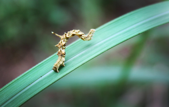 毛毛昆蟲