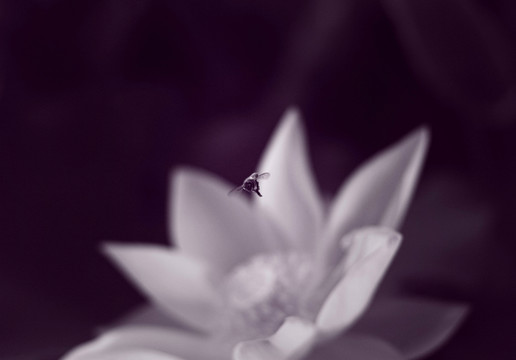 蜜蜂與荷花