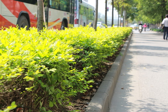綠化帶